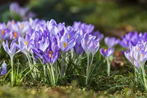 Spring Awakening Plants Prints: Crocuses (crocus) in bloom