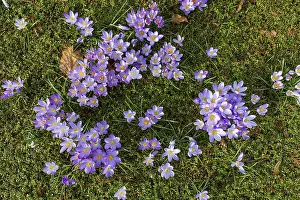 Early Flowering Plants Prints: Crocuses (crocus) in bloom