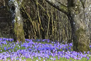 Central Europe Springtime Prints: Crocuses (Crocus), flowering, spring