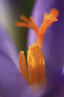 Early Blooming Plants Prints: Crocuses (Crocus), Germany