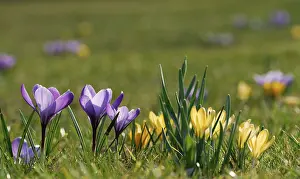 Yellow Flowering Meadow Prints: Crocuses (Crocus) growing in the grass
