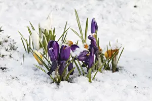 Deserted Winter Landscape Prints: Crocuses (Crocus) in the snow