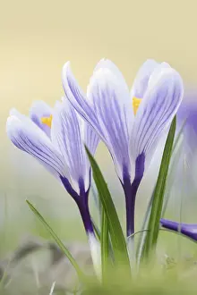 Early Spring Flowering Plants Prints: Crocuses (Crocus spec.) in bloom in spring
