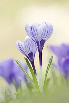 Early Spring Flowers Europe Prints: Crocuses (Crocus spec.) in bloom in spring