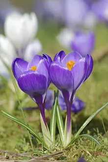 Early Spring Flowering Plants Prints: Crocuses (Crocus spec.) in bloom in spring