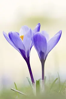 Crocus Flowers Prints: Crocuses (Crocus spec.) in bloom in spring