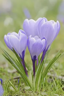 Decorative Garden Plants Prints: Crocuses (Crocus spec.) in bloom in spring
