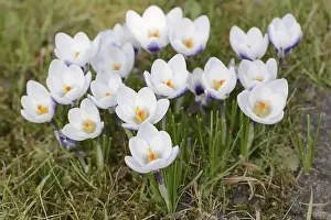 Ornamental Plants Europe Prints: Crocuses (Crocus spec.) in bloom in spring