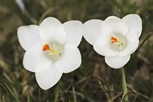 European Garden Flowers Prints: Crocuses (Crocus spec.) in bloom in spring