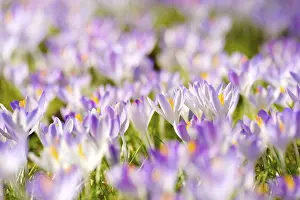 Deserted Flower Meadow Prints: Crocuses (Crocus vernus) in spring