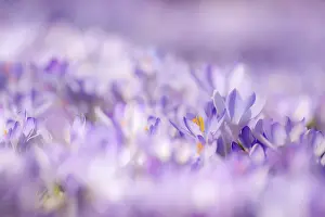 Deserted Flower Meadow Prints: Crocuses (Crocus vernus) in spring
