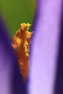 German Spring Flowers Prints: Crocuses (Crocus), Winter, Germany