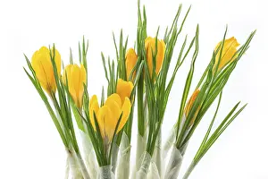 Spring Blooming Plants Prints: Crocuses on a white background