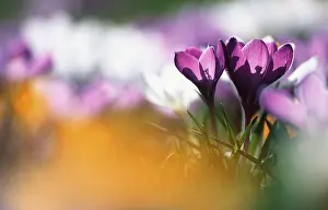 Spring Crocus Prints: Crocusses