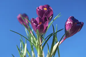 Purple Crocuses Prints: Crocusses