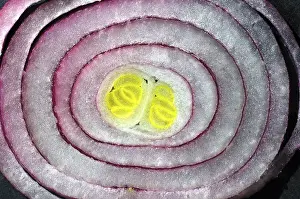 Organic Vegetable Diet Prints: Cross-section of an onion
