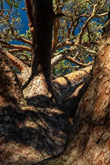 Aland Islands Landscape Prints: Crown of a mighty old pine tree