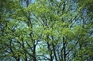 Deciduous Tree Crown Prints: Crown of a tree