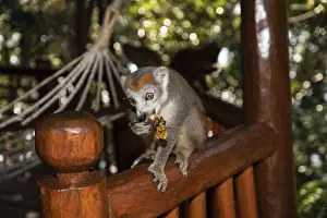East Africa Wildlife Prints: Crowned lemur Eulemur Coronatus