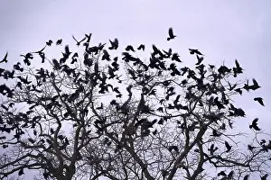 Wild Animals In Winter Germany Prints: Crows on a tree, winter, Germany