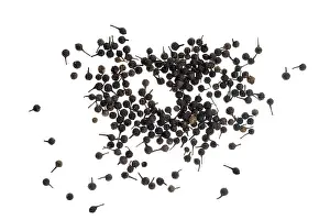 Cubeb Pepper Prints: Cubeb, tailed pepper or Java pepper (Piper cubeba) from Indonesia