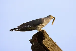 Foraging Behavior Prints: Cuckoo with prey