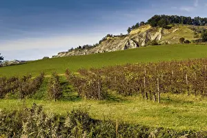 Related Prints: Autumn Vineyards Print