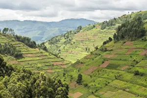 Hilly Agricultural Land Prints: Cultivated fields on slopes, Uganda