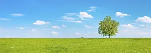 Solitary Oak Tree Prints: Cultivated landscape in spring