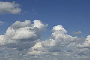 Cumulus Clouds Prints: Cumulus clouds