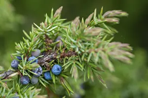Juniper Tree Prints: Cupressaceae, fire tree, common juniper
