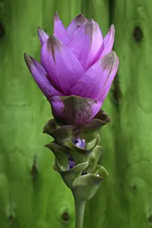 Close Up Flower Prints: Curcuma
