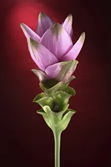 Studio Shot Of A Plant Prints: Curcuma