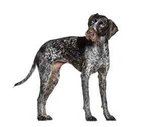 German Shorthaired Pointer Prints: Curious german shorthaired pointer standing and looking back over shoulder