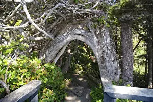 Canadian Wilderness Photography Prints: Curved tree trunk spanning a path