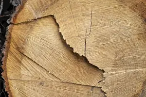 Full Frame Macro Shot Prints: Cut surface on a tree trunk with pattern