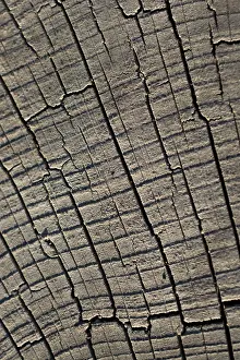 No People Full Size Image Prints: Cut tree stump surface as a background texture