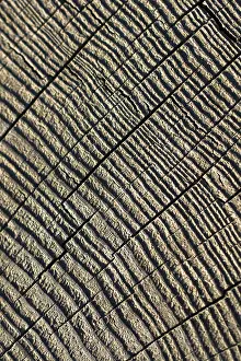 Full Frame Background Image Prints: Cut tree stump surface as a background texture