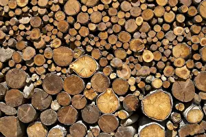Close View Of A Tree Trunk Prints: Cut tree trunks