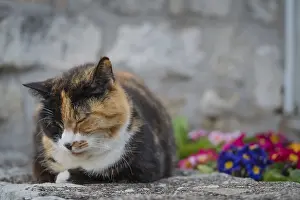 Prints of Cute cat sitting in front of the building in the Kotor town, Montenegro Montenegro Prints: Kotor Town Print - Montenegro Feline Scene