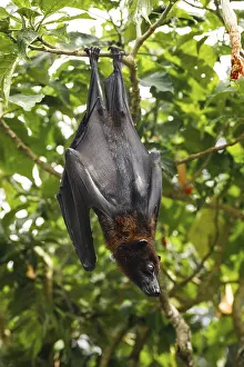 Predator In Natural Environment Prints: Cute and fluffy flying fox hanging on the tree