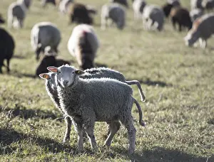 Livestock Breeding Techniques Prints: Cute Sheeps