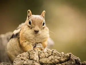 Prints of Cute tame and friendly chipmunk posing for camera with a quizzical expression Chipmunk Prints: Cute Chipmunk Print - Quizzical Expression