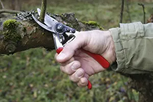 Tree Pruning Prints: Cutting of a fruit tree with a pruning shears