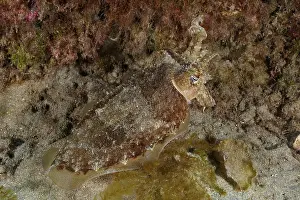 Cuttlefish Prints: Print of a Camouflaged Cuttlefish, Faro Reef Dive Site