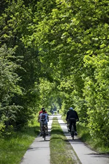 Images Dated 8th May 2024: Cyclist on a tree-lined path in the countryside