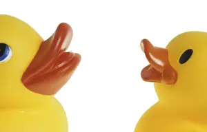 Studio Photography Of Ducks Prints: Two dabbling ducks
