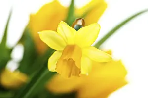 Blossoming Flowers Prints: Daffodils