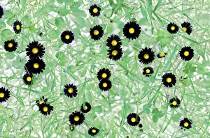 Springtime Nature Scene Prints: Daisy