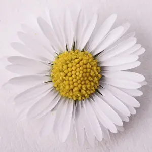 Common Daisy Prints: Daisy